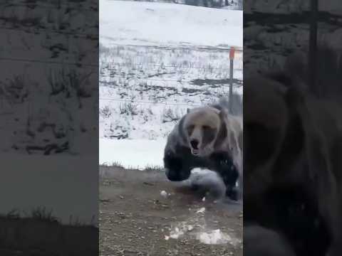 Mama bear isn’t playing. #bear #survivaloutdoors #shtf #nature #grizzlybear
