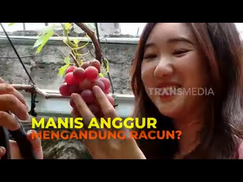 Manis Anggur Mengandung Racun? | SECRET STORY (19/11/24)