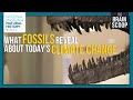 Paleocene-Eocene Thermal Maximum Insights