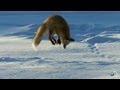 Exploring the Hunting Techniques of Foxes in Snow