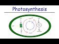 Photosynthesis Concepts and Processes