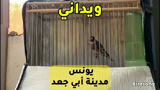 تحية  لناس مدينة أبي الجعد على كرمهم ونشكر الأخ يونس على مشاركته معنا هذا الطائر الويداني الجميل.