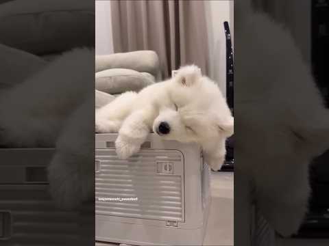 サモエドさん見て癒されたら寝ろｗｗｗ #動物 #イヌ #サモエド