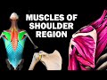 Shoulder Muscles and Their Functions