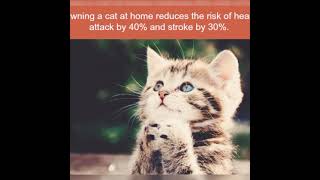 #shorts Amazing Facts About Cats#shorts#Amazinganimalfacts#Animalfacts