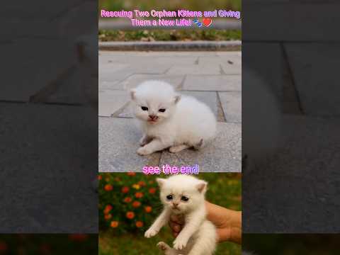 💔 Rescuing Two Orphan Kittens and Giving Them a New Life! 🐾❤️ #shorts #rescue #cat