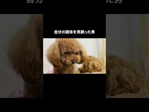 自分がデカい事にまだ気が付いてなかった犬 #shorts