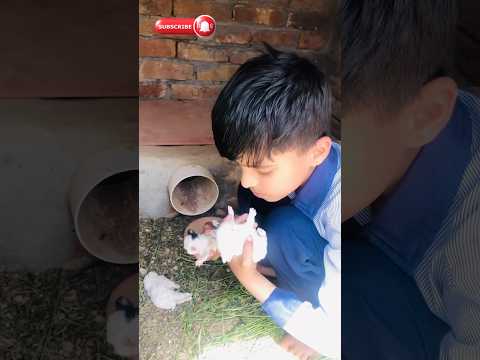 Rabbit š baby mar Gaya š #shorts #youtubeshorts #trending #dailyvlog #minivlog #petsvlog #rabbit
