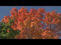 Fall Colors and Tree Research