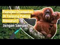 Tanjung Puting National Park Insights