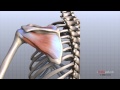 Shoulder Anatomy and Function