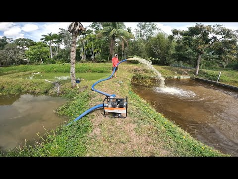 COLOQUEI UM MOTORBOMBA PARA SECAR OS TANQUE DE PEIXES!