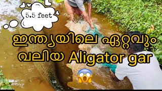 🔥തോട്ടിൽ നിന്നും പിടിച്ചെടുത്താ 🐊Aligator garഉം😱Arapaimaയും🔥 | 12 years old Aligator gar🔥