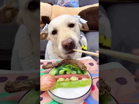 The dog enjoying good meal