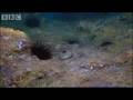 Marine Life and Ecosystem Dynamics