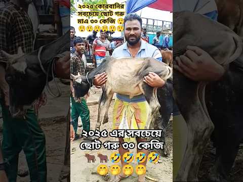 কোরবানি হাট  ২০২৫ এর  ছোট গরু ৩০ কেজি ওজন 🤣🤣🤭🤭😲😲😲😲 #qurbani2025 #cow #pets #animals #goru #shorts