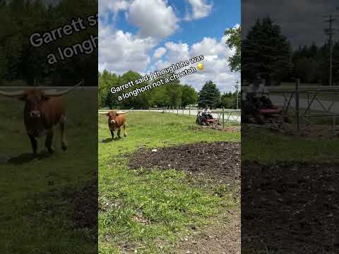 Longhorn cow has a love hate relationship with man trying to mow!