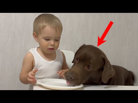 Babyโs Reaction When Dog Steals His Food!