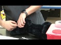 Intramuscular Injection Techniques and Safety