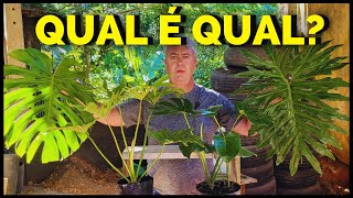 COSTELA DE ADÃO E GUAIMBÉ, COMO FAZER MUDAS E DIFERENÇAS