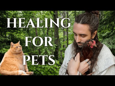 Reiki for Animals 🐾 ASMR Healing Energy to Calm, Comfort & Rebalance Your Pet