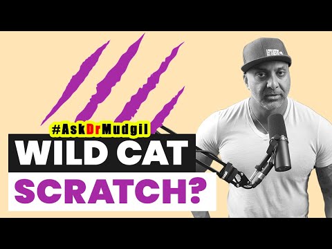 WHAT DO I DO FOR A WILD CAT SCRATCH?