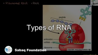 Types of RNA