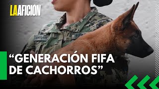 Semar prepara a la 'Generación FIFA' de cachorros para detectar explosivos en el Mundial 2026