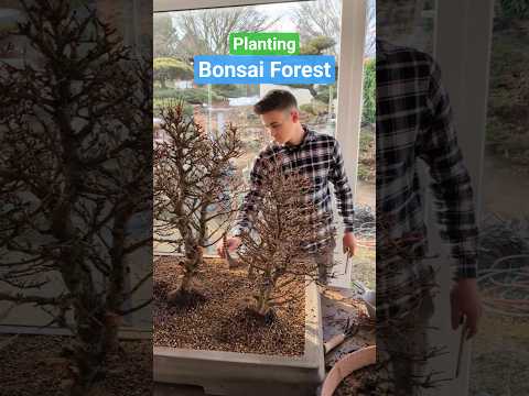 Planting huge bonsai forest. See the transformation. We used 18-20 years old Japanese larches.