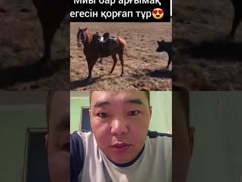 Жылқының иесі мықты тәрбиелепті