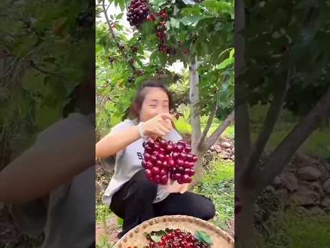 आखिर रूपा के गुच्छे भरे 🍒 चेरी कैसे हैं।। #shorts #youtubeshorts #fruit #cherry #farming #farm