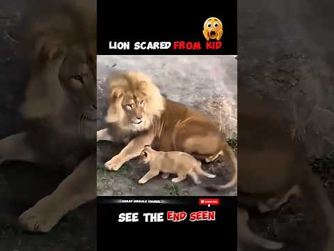 Lion Feels Scared From Kid 😨⁉️ #animals #wildlife #shortsvideo #viralshorts #youtubeshorts #shorts