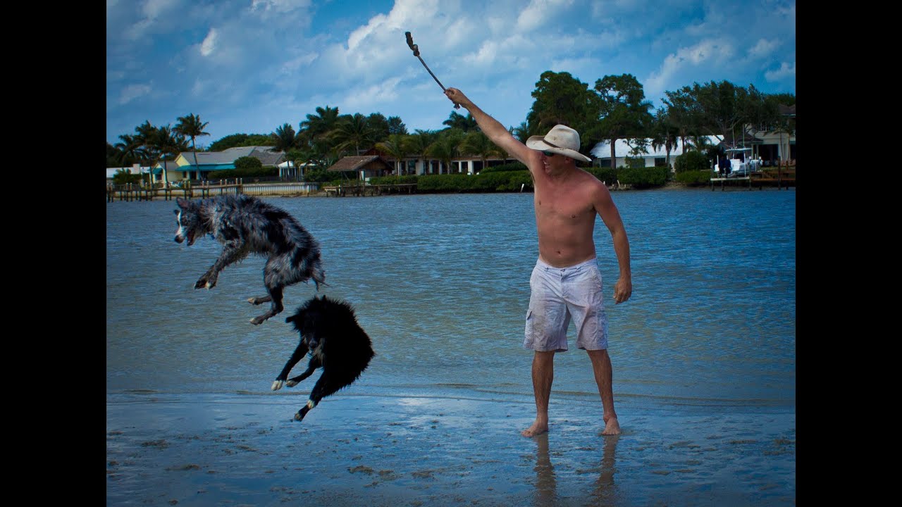 How to keep your dogs from destroying your condo!