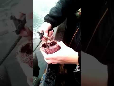 #shorts #русскиймеханик #подводнаяохота