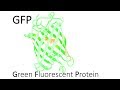 GFP Structure and Function Questions