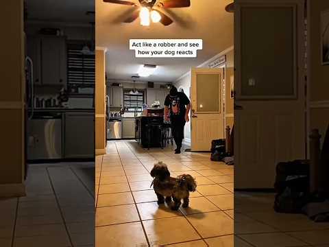 Dogs being idiots part 216 😂| Funny dogs compilation #funnydog #funnypet #cutedog #dog #dogsworld