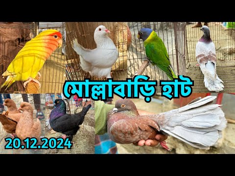 গলির ভেতর হাট, দক্ষিণখানের মোল্লাবাড়ি হাট | ঢাকার ছোট হাট | শুক্রবার | Mollahbari Pet Market #739