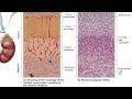 Endocrine System Hormones and Functions