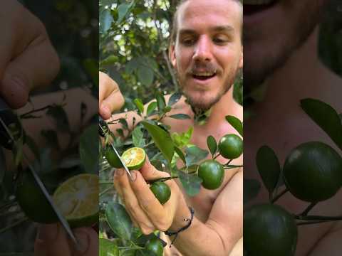A Surprise Fruit