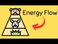 Ecosystem Roles and Energy Flow