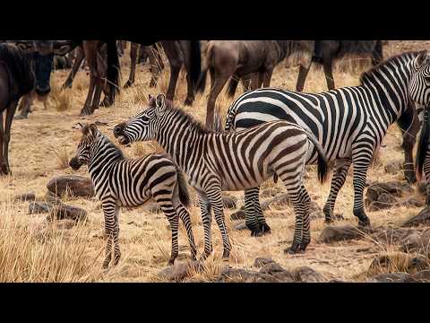 One Zebra's Battle For Survival During The Great Migration | Wildlife Documentary
