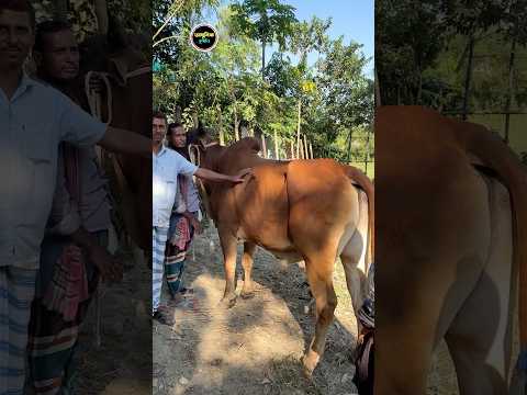 না খাইলে ১০ হাজার ফেরত দিবেন বলদ গরু কিনে নিয়ে যাচ্ছে ঘাড়মোড়া বাজার থেকে ।