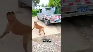 La prueba de que los perros son inteligentes 🐶🧠