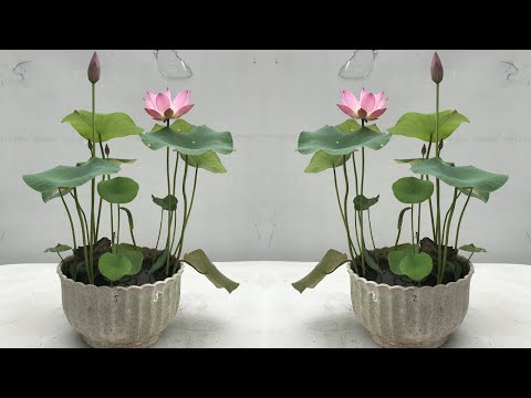 Trồng sen mini single wing tại nhà