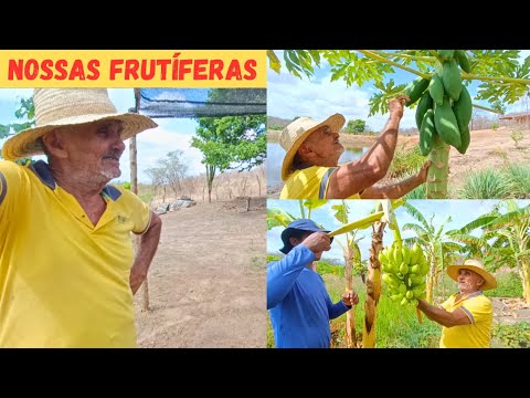 🏡Nossas Frutíferas Mostrando um Pouco das Nossas plantações e Colhendo +Tirando Capim pra os Bodes🐐