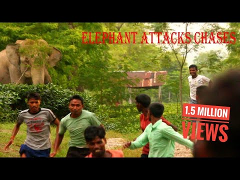 ULTIMATE CHAOS || MAN ELEPHANT CONFLICT CLIPS IN TEA GARDENS OF ASSAM