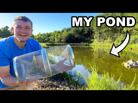 Letโs Go Minnow Trapping to Stock My Pond!