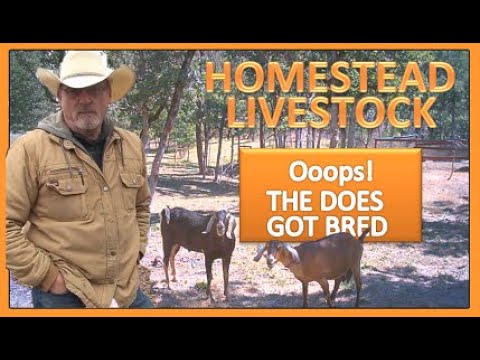 HOMESTEAD LIVESTOCK - OOOPS THE DOES GOT BRED