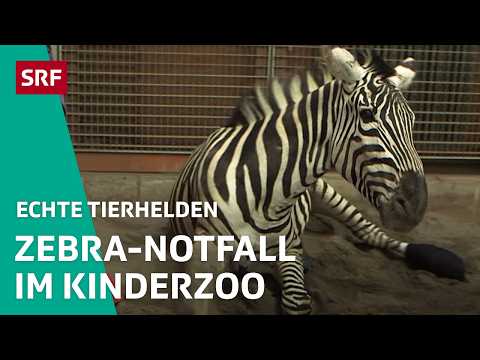 🦓 Zebra-Einsatz im Kinderzoo & 🐣 Notfall bei den Jungvögeln | Echte Tierhelden 2020 5/5 | SRF
