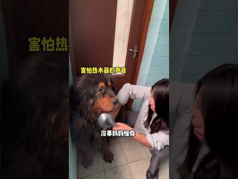 🐶加布是非常愿意洗澡的，非常配合我 #藏獒 #加布 #萌宠